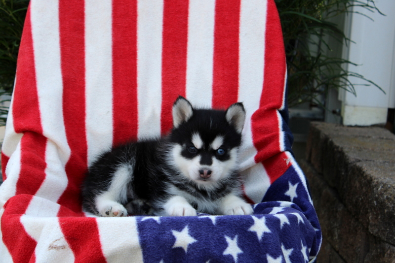 puppy, for, sale, Pomsky, Matthew B. Stoltzfus, dog, breeder, Gap, PA, dog-breeder, puppy-for-sale, forsale, nearby, find, puppyfind, locator, puppylocator, aca